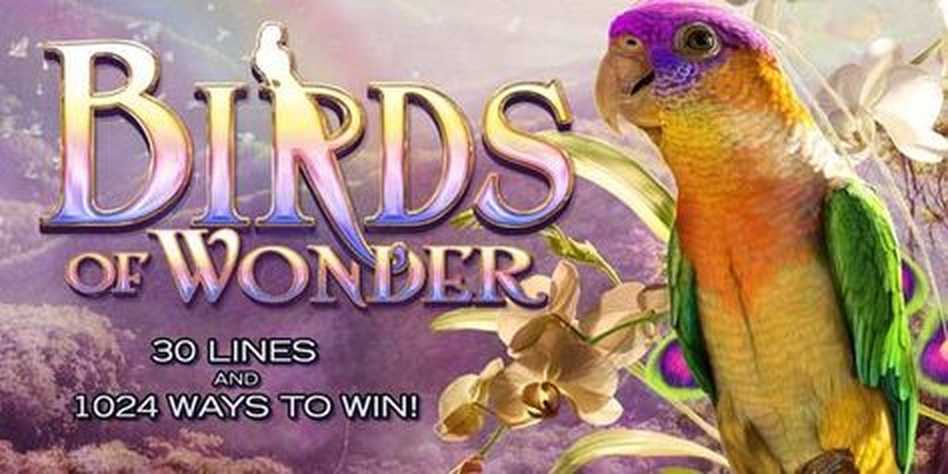 Birds of Wonder demo